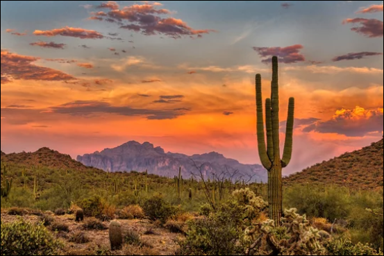 Tucson, Arizona Sonoran Desert landscape with saguaro cactus at sunset